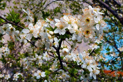 Close-up on a blossoming branch in spring in the park