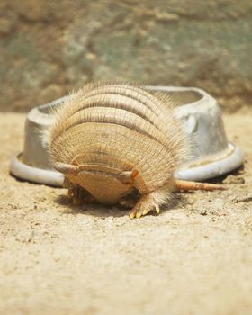 Vertical photo of an armadillo rolling in. This animal was kept in Zoo.