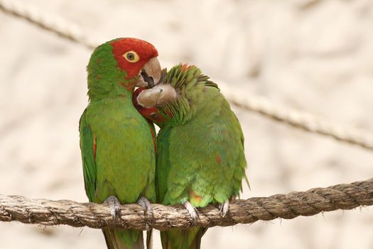 Kissing parrots sitting on a rope