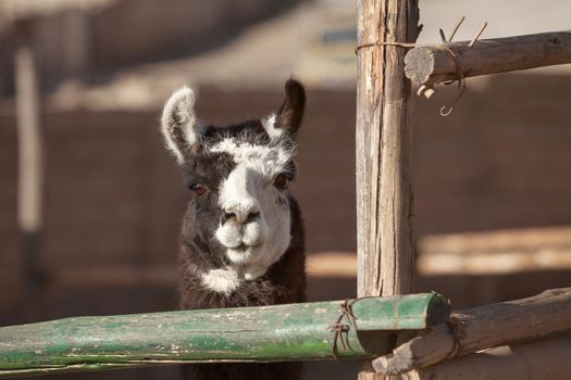 Lama in a farm  looking straight to the camera