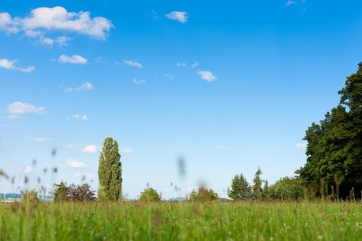 Green meadows, forest and landscape in summer