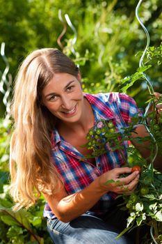 Gardening in summer - happy woman harvesting tomatoes from bush