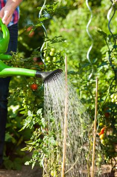 Gardening in summer - woman (only legs) watering plants with water pot