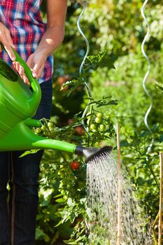 Gardening in summer - woman (only legs) watering plants with water pot