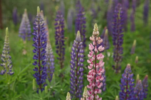 Beautiful purple lupins pea wild flower flowerbed in Geiranger in Norway.