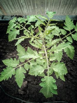 In the ground of the greenhouse grown seedlings of young plants of tomatoes.