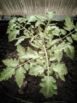 In the ground of the greenhouse grown seedlings of young plants of tomatoes.