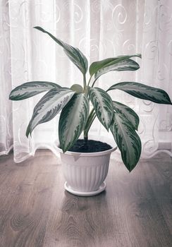 A beautiful indoor flower of the marantaceae family grows near the window in a white flower pot. Front view, copy space