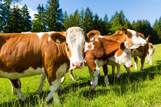 Cattle stand on a pasture in the mountains in summer