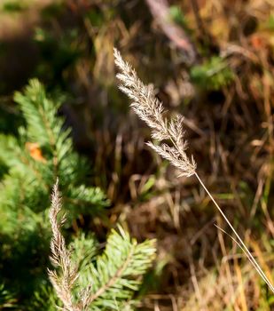 A stalk of dry autumn grass in a clearing in the forest . Presented close-up