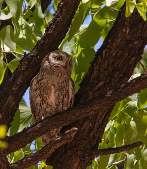 African Scops-Owl (Otus senegalensis) resting in a Mopane tree