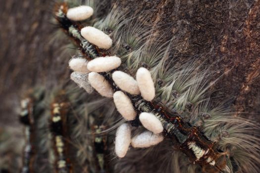 Macro image of Cape Lappet Moth (Eutrichia capensis) caterpillar parasitized by braconid wasps (Apanteles Sp.)