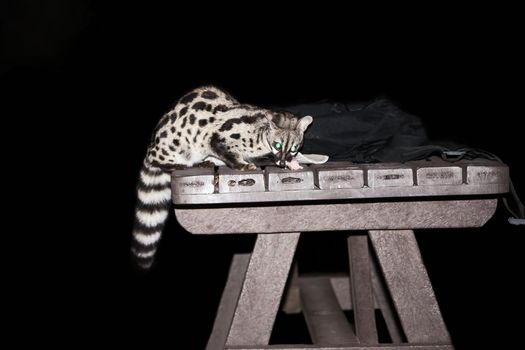 A Large Spotted Genet (Genetta tigrina) stealing a snack from a table