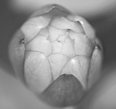 Abstract macro monochrome image of the bud of a Pond Lily (Nymphaea caerulea)