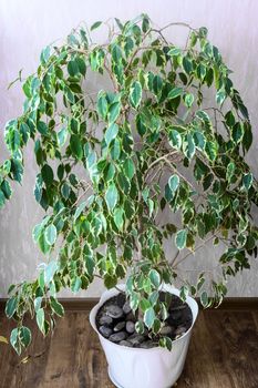 Beautiful decorative house plant ficus benjamina growing in a white flower pot.