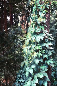 The tree trunk in the Park is densely braided with a vine of wild grapes, which is also called maiden grapes.