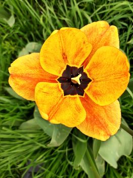 Opened tulip flower close-up on a background of greenery.