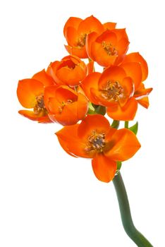 Detail blooming  Ornithogalum Dubium on a white background