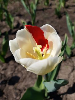 Opened tulip flower close-up on a background of greenery.