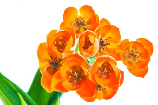 Detail blooming  Ornithogalum Dubium on a white background