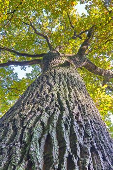 View of into the crown of autumn oak trees