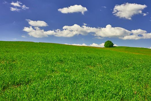 View of spring meadow with a tree with sky in background