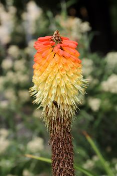 Poker plant - torch lily - detail of the bloom