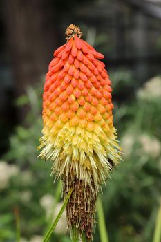 Poker plant - torch lily - detail of the bloom