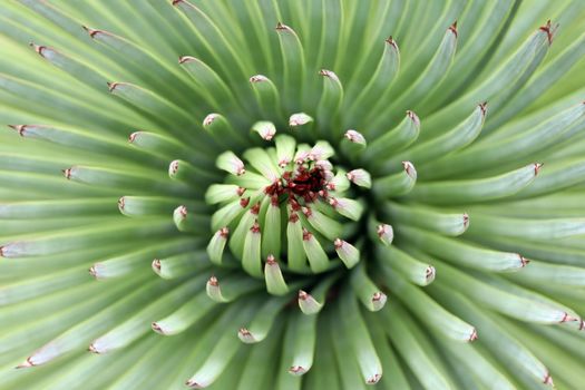 Leaves of agave with shallow depth of field - abstract macro