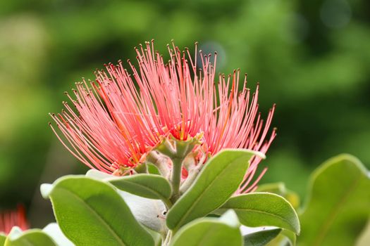 Bloom of the Persian silk tree - albizia julibrissin - detail, shallow depth of field