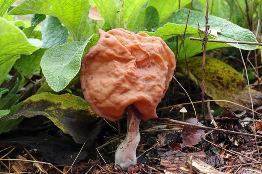 Gyromitra infula, commonly known as the hooded false morel or the elfin saddle, is an inedible fungus. It is found in the Northern Hemisphere, usually in the late summer and autumn. Gyromitra infula is considered inedible as it contains the toxic compound gyromitrin.