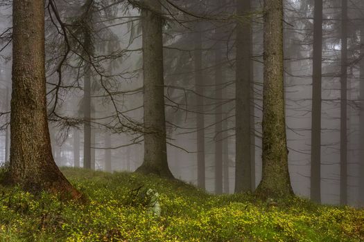 View of autumn spruce forest with fog