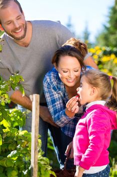 Family with mother, father and daughter picking berries from blackberry bush in the garden