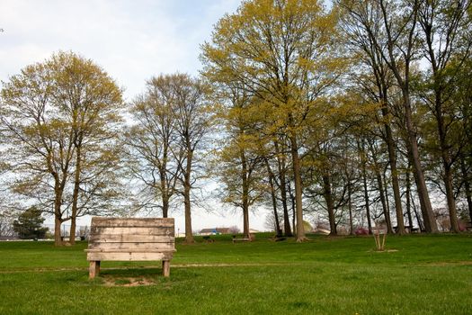 Wooden bench in public park with gorgeous view of natural trees during summer