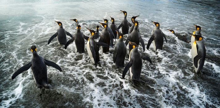 A penguin colony in Antarctica, beautiful penguins going to the water