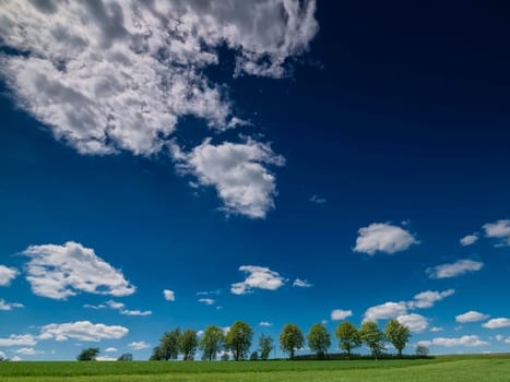 Row of trees in the field with view towards the clouds, trees in the field with clear clouds and blue sky, TREES IN THE FIELD WITH VIEW TO HEAVEN