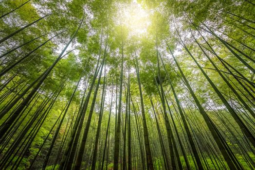 Bamboo trees in low angle; banbu with blue sky; The low angle of bamboo trees in mangroves on a sunny day