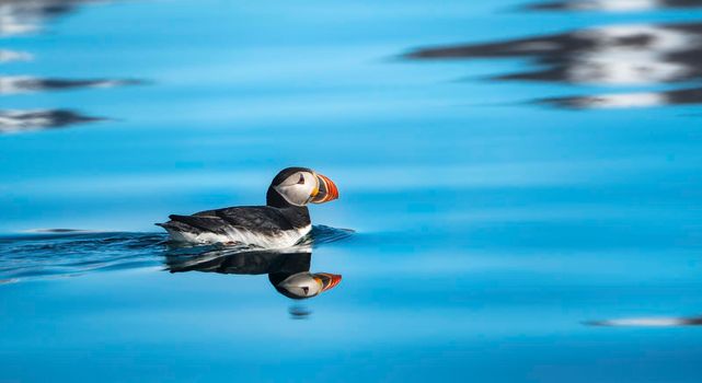 Atlantic puffin in the water