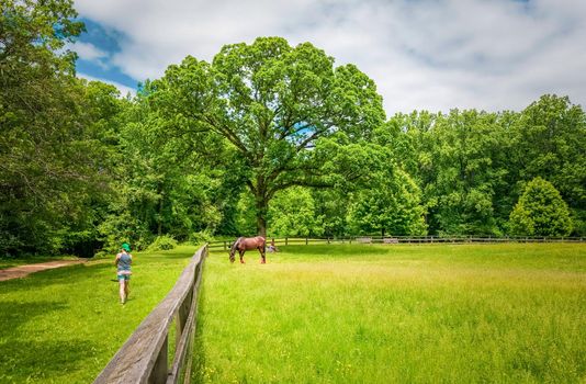 Horse eating on soft green grass in the field, horse in a corral eating grass surrounded by a person