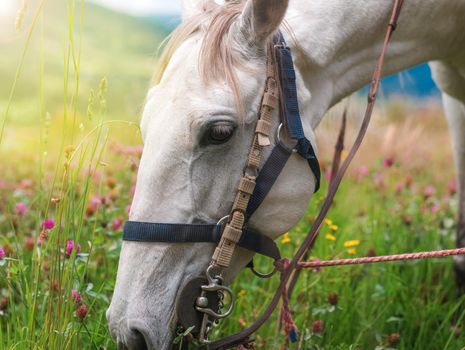 Horse eating in soft green grass in the field under tree, Grazing brown horse on the green Field. Horse grazing tethered in a field