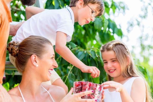 Family harvesting and eating cherries in garden