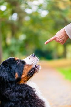 Woman doing obedience training with dog practicing sit command