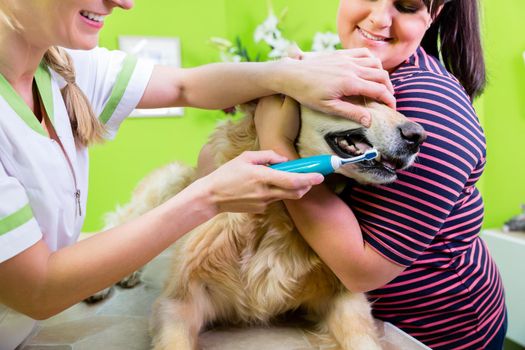 Big dog getting dental care by woman at dog parlor