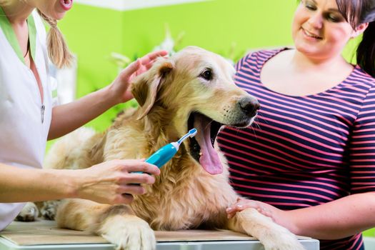 Cute big dog getting dental care by woman at dog parlor