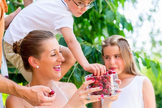 Family harvesting and eating cherries in garden