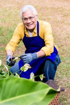 Portrait of active Asian elderly man smiling while pruning green plants cultivated in the garden