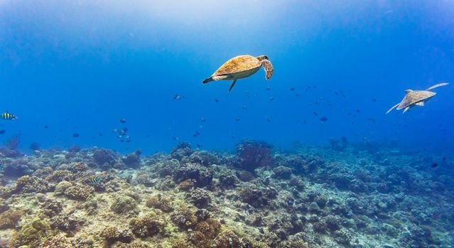 Sea turtle and many fish at tropical reef under water