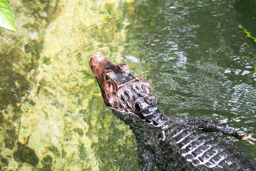 African dwarf crocodile, broad-snouted bony crocodile, Osteolaemus tetraspis, detail portrait in nature habitat. Lizard with big eyes. Wildlife scene from tropical forest in Africa, in the river