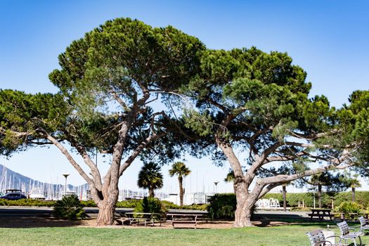 Big trees at Sausalito park in California with blurry yacht harbor from the background