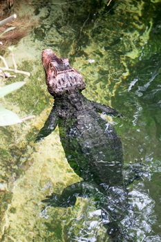 African dwarf crocodile, broad-snouted bony crocodile, Osteolaemus tetraspis, detail portrait in nature habitat. Lizard with big eyes. Wildlife scene from tropical forest in Africa, in the river